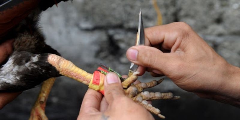 Đá gà cựa dao là hình thức giải trí độc đáo