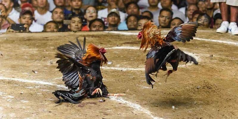 Cẩm nang chơi cá cược đá cựa dao hay từ cao thủ