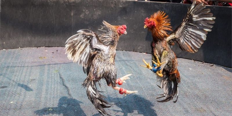 Luật chơi đá gà cựa dao cơ bản chi tiết